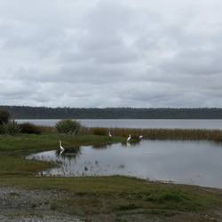Störche am Lake Mahinapua