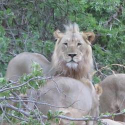 Rangfolge gilt auch beim Essen!