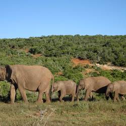 🐘🐘🐘