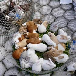 Lecker Meerschweinchen