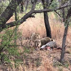 Zebra zum Frühstück...