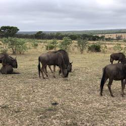Gnu Herde in der Ebene