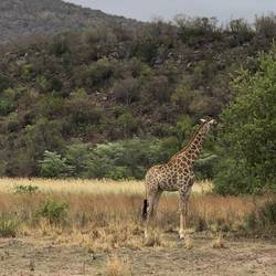 Giraffe am Stehbüffet