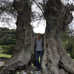 John in Olive tree