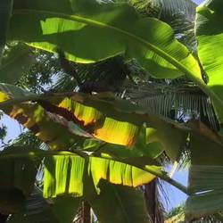 Ein wütendes Eichhörnchen