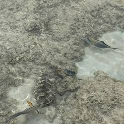 Arabian surgeonfishes nearby the jetty!