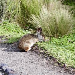 Hoppla - ein Häschen (oder Dutzende)