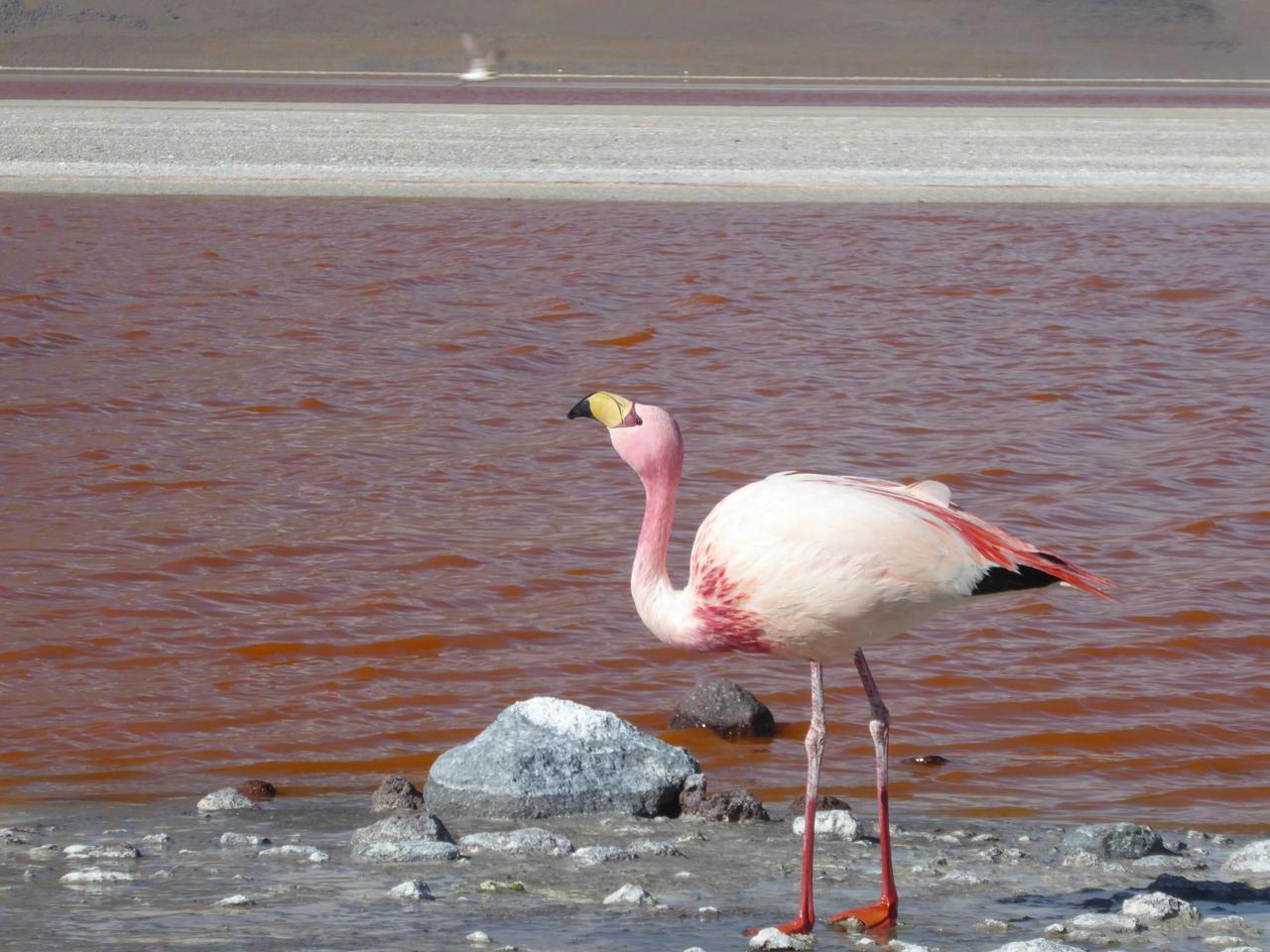 More flamingos