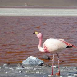 More flamingos
