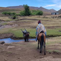 Basotho mit schwer beladenem Esel