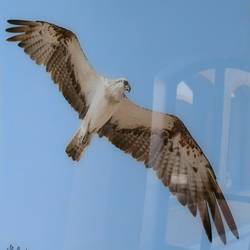 Unfortunately, this photo is not mine - one of the Ospreys of "El Quadim"!