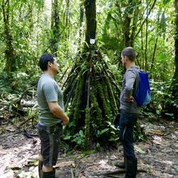 Wandernder Baum - die Wurzeln wachsen stets neu und lassen den Baum sich fortbewegen