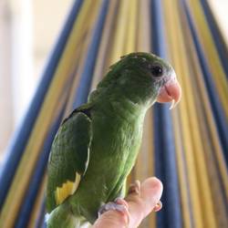 Besuch in meiner Hängematte