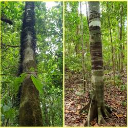 noch ein paar Bilder vom Corcovado NP