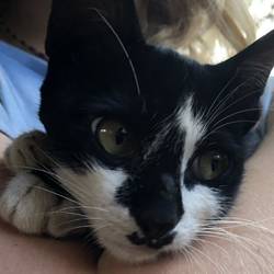 This is a cat we found and named 'Moustache'. Look closely at his face to see why!!