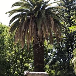 Plaza Italia wird von einem Wolf mit 2 Buben geschmückt...ein Geschenk einer europäischen Stadt 🤔
