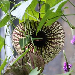 Grösste Blüte in Costa Rica