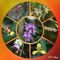 oben links: Hummingbird=Kolibriorchidee, darunter: Dancing Lady Orchidee