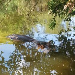 Das ist Jessica the Hippo