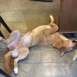 The ultimate in "sabaai," this dog was in the patio of a crowded juice shop