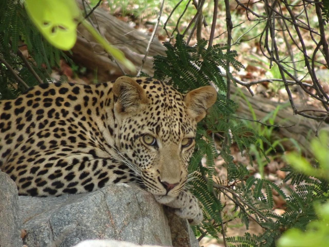 Endlich sahen wir den Leopard auch bei Tag
