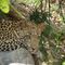 Endlich sahen wir den Leopard auch bei Tag