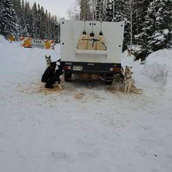 Dogs waiting for us