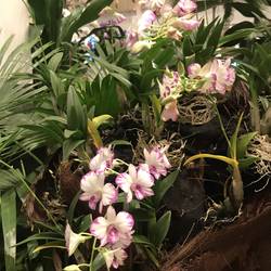 Singapore orchid garden