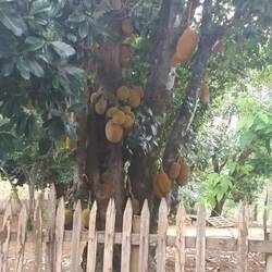Jackfruit
