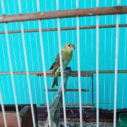 Canário de canto (Zangvogel)
