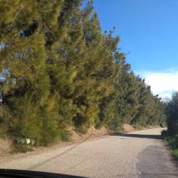 Pine trees on the side of the road