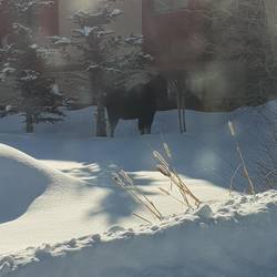 Moose