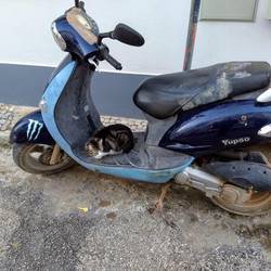 A kitty all set for a drive