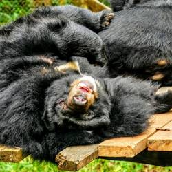Ein paar Bären haben wir auf dem Weg auch noch gefunden!