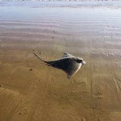 Diesen Stachelrochen hat ein Angler aus Versehen mit an Land gezogen... Er lebte aber noch und wurde wieder zu
