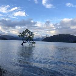 That Wanaka Tree