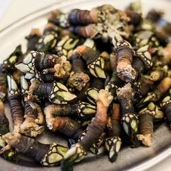 A plateful of barnacles