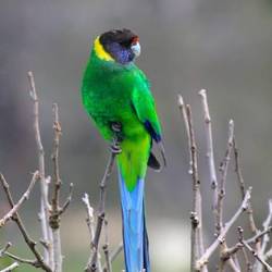 Foto zwar aus dem Intenet - aber so einen Papagei haben wir im Camp gesehen 😍