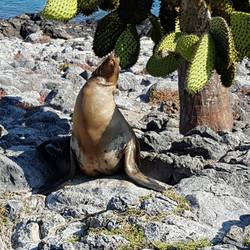 Seelöwe
