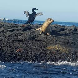 Flugunfähiger Kormoran