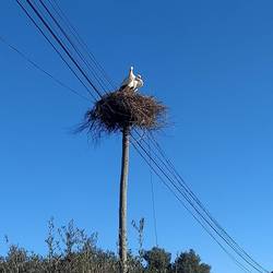 A pair of storks building their nest