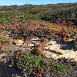 Colourful vegetation on the cliffs