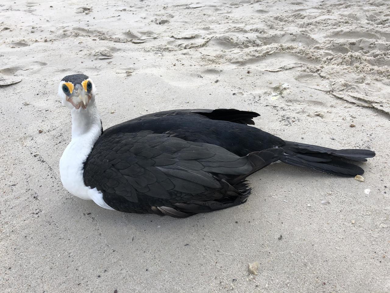 Wir präsentieren (kein Scherz!): Sina! Mag gerne Fische und versucht diese hinterhältig zu ergattern