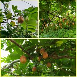 Was sind das für Früchte?