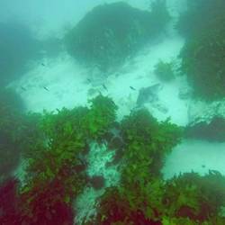 Ein kleiner Rochen 😍