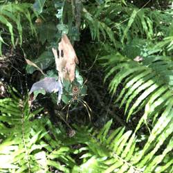 Da ihr alle immer nach komischen Tieren fragt - mit Beinen Handflächengroß