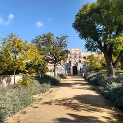Lavender on the borders of the walkway