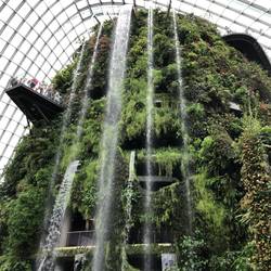 Cloud forest