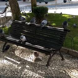 Good bye to the fat pidgeons of Faro.