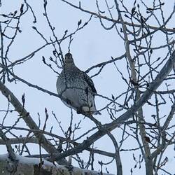 Sharp-tail Grouse